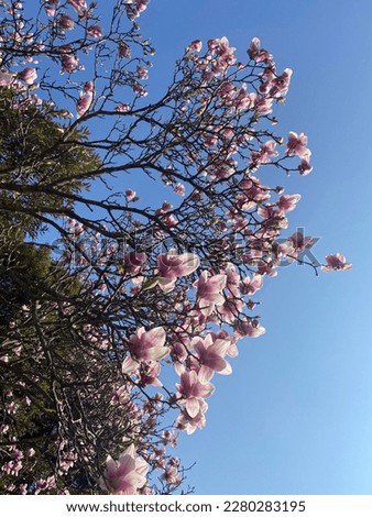 springtime in Trentino, magnolia flowers and branches