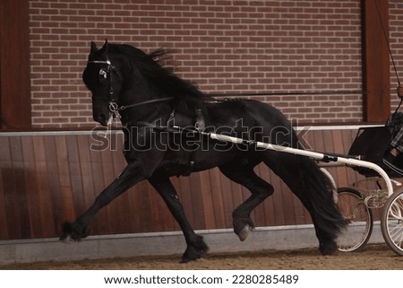 Friesian horse in front of cart Royalty-Free Stock Photo #2280285489