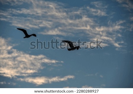 seagulls flying in the sky, beautiful photo digital picture