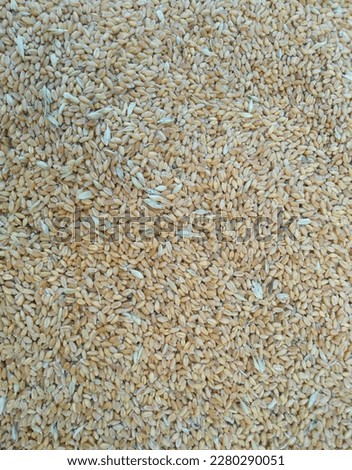 Indian Wheat Crop Photo | Nature