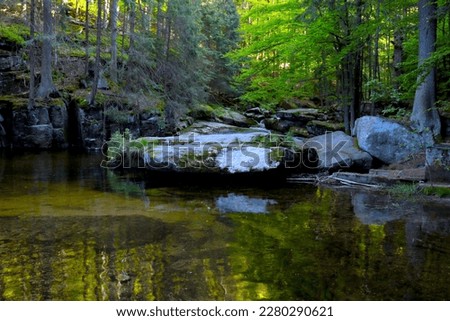 Picturesque place in the forest in spring. Nature background, out of focus