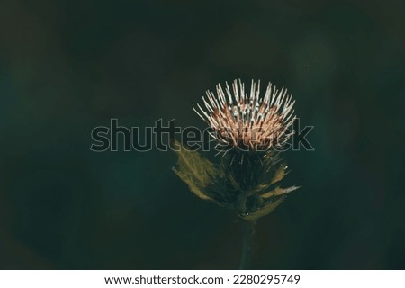 Cabbage thistle in the great outdoors