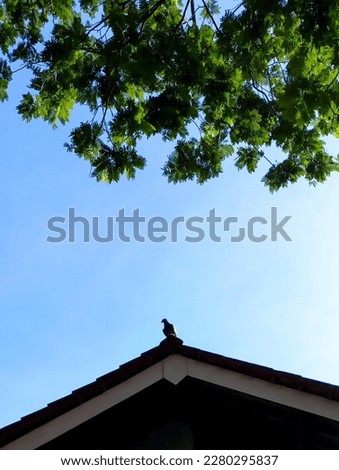Pigeon resting on the roof of the house against the background of the morning blue sky with green tropical leaves.