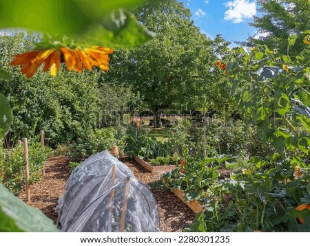 Lush domestic vegetable garden with flowers, vegetables and fruit in raised wooden beds during summer. Permaculture and eco-friendly gardening. Royalty-Free Stock Photo #2280301235