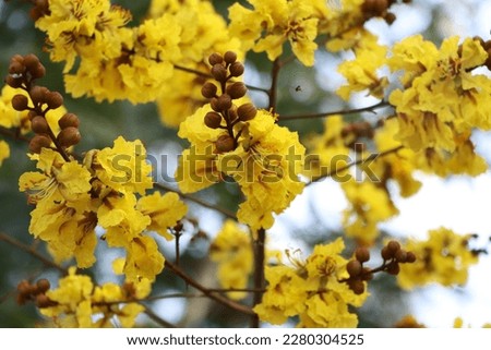 Yellow flowers seen in Kerala .A shade tree.