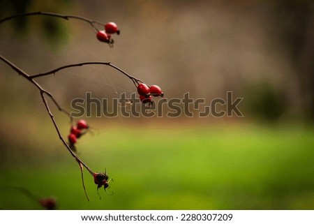 Brier berries and a small spider on the twig. Branch of rose-hip berries at brown, green fall garden background. Dog rose berries at left, negative space at right