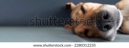 Banner with funny sleeping dog. Close-up. Selective focus on animal's nose. Cute dozing red muzzle of mixed breed dog on gray background. Defocused. Dreaming animal. Header for website, blog, article. Royalty-Free Stock Photo #2280312235
