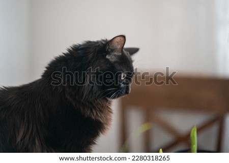 Profile portrait of a black Turkish Angora cat, staring at plants. Royalty-Free Stock Photo #2280318265