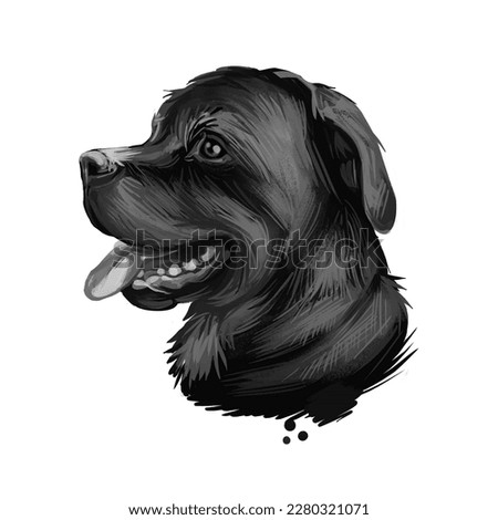 Rottweiler dog portrait isolated on white. Digital art illustration hand drawn for web, t-shirt print and puppy cover design. Rott Rottie, Rottweiler Metzgerhund, Rottweil butchers dog, herd livestock