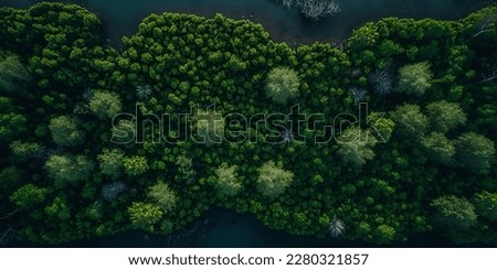 Aerial drone photo from drone. green forest and river nature environment landscape wood. Rainforest travel foliage view from above