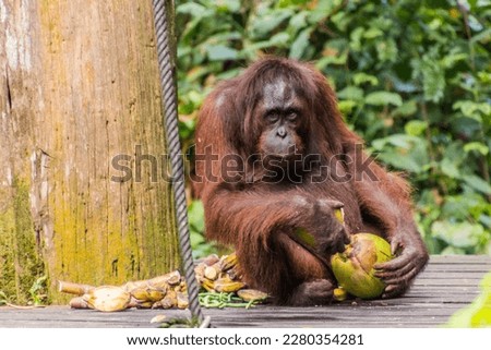 Bornean orangutan (Pongo pygmaeus) in Sepilok Orangutan Rehabilitation Centre, Borneo island, Malaysia Royalty-Free Stock Photo #2280354281
