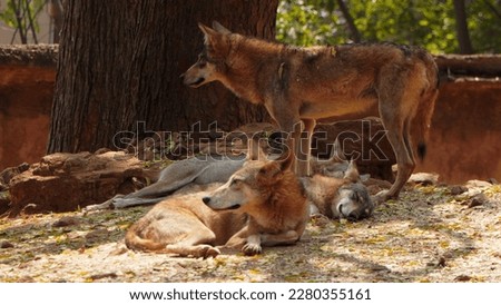foxes under the shade of a tree in a zoo park          