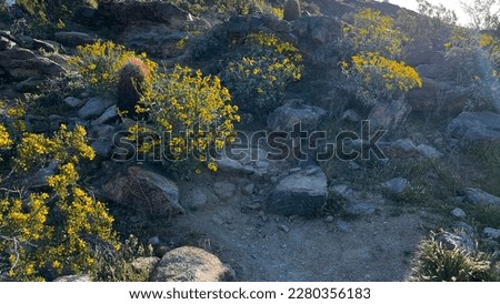 In the spring on South Mountain in Phoenix, Arizona, the marigolds are in full bloom. The bright orange and yellow petals of the marigold flowers stand out against the greenery of the mountain.