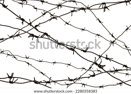 Barbed wire on a white background close-up. Jail. Law