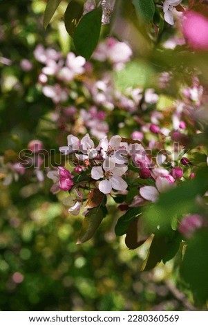 Apple tree branches blooming with pink and white flowers. Flowering trees in the garden. Vertical photo, close-up, shallow depth of field.