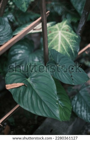 Tropical 'Epipremnum Aureum' pothos houseplant
