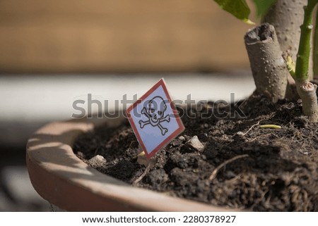 Poisonous plant in terracotta pot Royalty-Free Stock Photo #2280378927