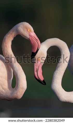 The greater flamingo (Phoenicopterus roseus) Royalty-Free Stock Photo #2280382049