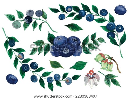 Watercolour blueberry set with berries, leafs and flowers isolated on white