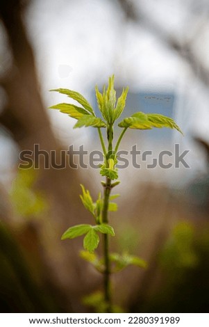 Maple tree branch with young green leaves. Sprouts spring time. 
