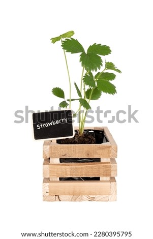 Strawberry plant in a wooden pot with chalkboard isolated on transparent or white background. Preparation of the vegetable garden, planting in March and April.