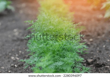 Young dill on a garden bed . Green juicy and tender dill. Macro. Selective focus. Royalty-Free Stock Photo #2280396097