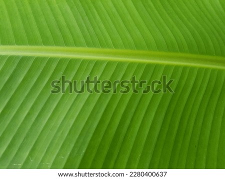 Close-up of green banana leaf