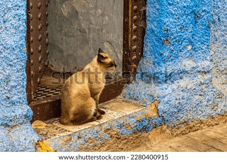 CAT ON THE STREETS OF RABAT, THE CAPITAL OF MOROCCO