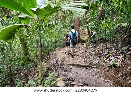 
copolia trail, couple walking, huge thief palm tree Mahe Seychelles Royalty-Free Stock Photo #2280404279