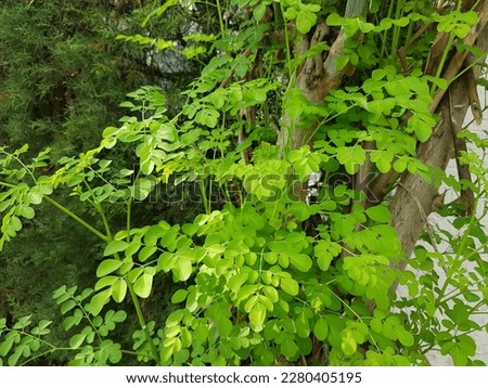 Moringa oleifera is a type of plant from the Moringaceae tribe.