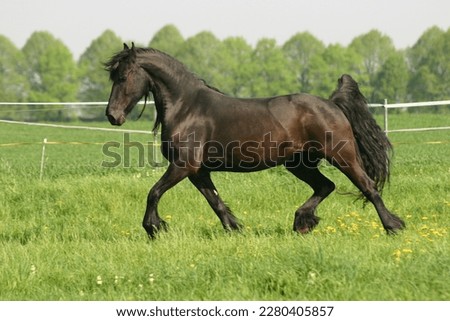 Friesian horse trotting on meadow Royalty-Free Stock Photo #2280405857