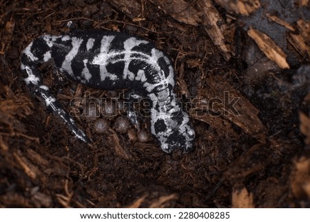 Female marbled salamander guarding her eggs - Connecticut