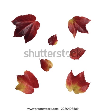 Wild grape red leaves set, isolated object, cutout on the white background autumn environmental concept, soft focus and clipping path