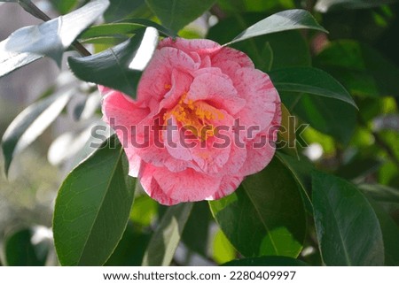 Blooming japanese camellia on a sunny early spring day