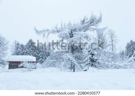 
Pretty winter early morning landscape with large topped tree and small shed in field, with snow falling steadily, Quebec City, Quebec, Canada Royalty-Free Stock Photo #2280410577