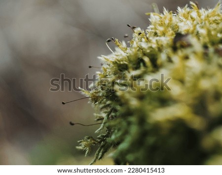 forest moss grows on the ground and trees, spring in the forest