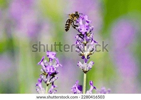 close up picture from a bee sitting on a lavender blossom. 