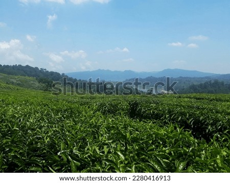 An awe-inspiring landscape photo capturing tea garden in the hills, with magnificent views of the hills and blue sky.