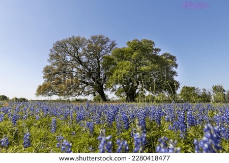Two towering oak trees in a sea of Texas Bluebonnets.  Royalty-Free Stock Photo #2280418477