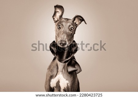 PORTRAIT OF WHIPPET PUPPY LOOKING AT CAMERA WEARING ELEGANT SCARF