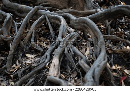 Naturally beautiful and unusual roots.
: picture in Thailand