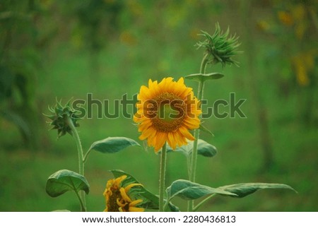 Natural Sunflower Picture.This is most beautiful scenery. 