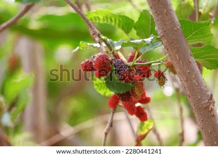Red Mulberry on tree, citrus fruit