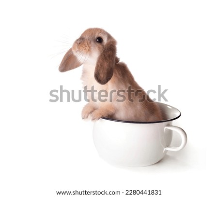 Adorable brown easter bunny in a toilet pot or potty