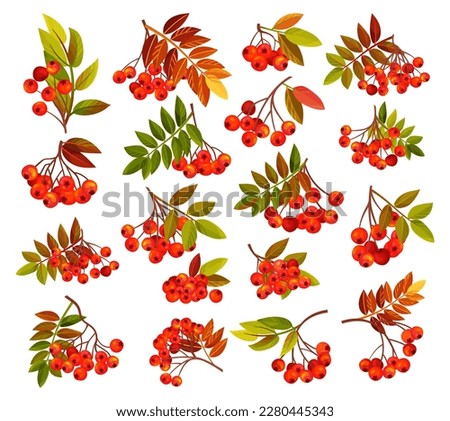 Autumn Rowan Berry Branch with Clusters and Leaves Big Vector Set Royalty-Free Stock Photo #2280445343