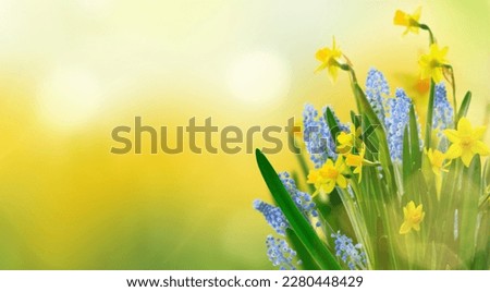 Yellow daffodil and bluebells flowers over green spring background with copy space Royalty-Free Stock Photo #2280448429