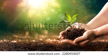 Small Plant Into The Ground - Hands Planting Young Tree With Sunlight And Flare Effects Royalty-Free Stock Photo #2280454037