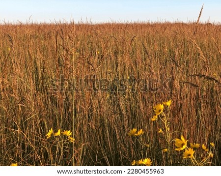 Tall grass in Midwest with yellow flowers in foreground Royalty-Free Stock Photo #2280455963