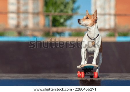 
Little dog on the skateboard looking to the side