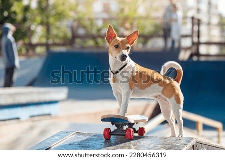 Dog friendly skate park with the small dog skating